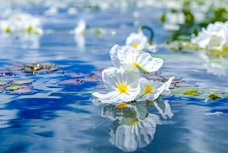 صور عالية الدقة جدا من الزنابق المائية