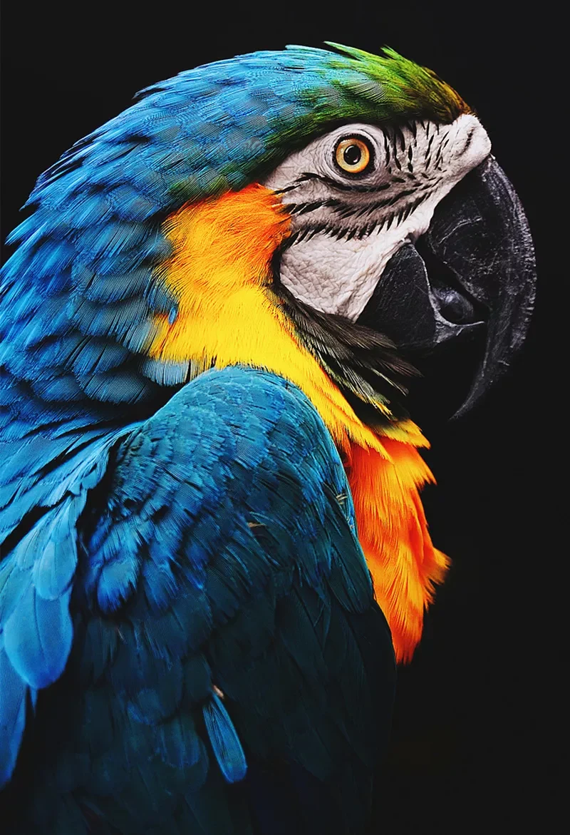 4K Ultra HD Experience the Beauty of Realism