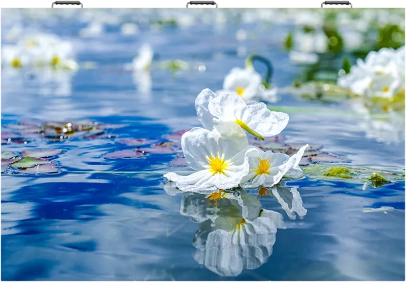 LED Display with 4K Visuals